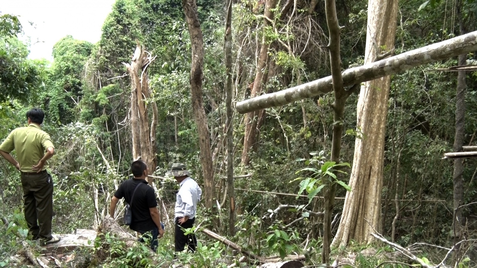 Báo động phá rừng ở Gia Lai: Mỗi ngày một vụ 