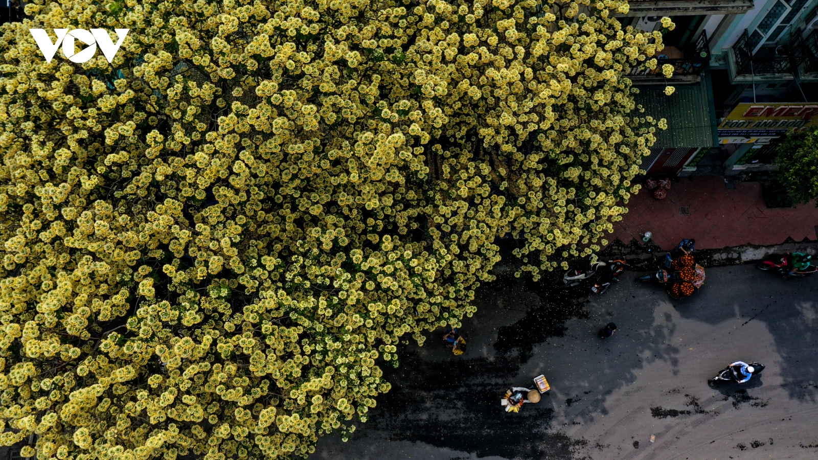 Ngỡ ngàng vẻ đẹp cây hoa bún có tuổi 300 năm giữa lòng Hà Nội
