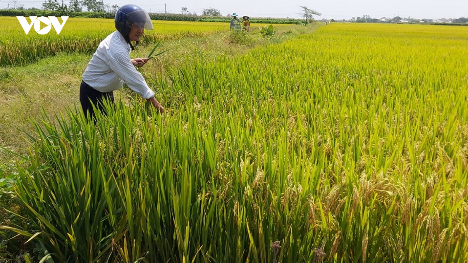 Quảng Nam ứng phó với nhiễm mặn cuối vụ Đông Xuân