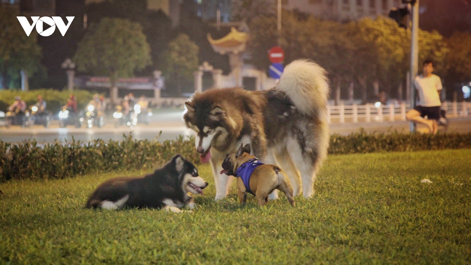Hãi hùng chó to thả rông, không rọ mõm gây nguy hiểm nơi công cộng