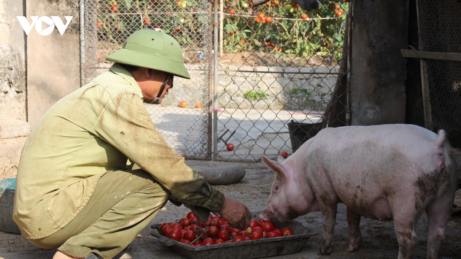 Cà chua bán rẻ không ai mua, nông dân mang về cho lợn ăn