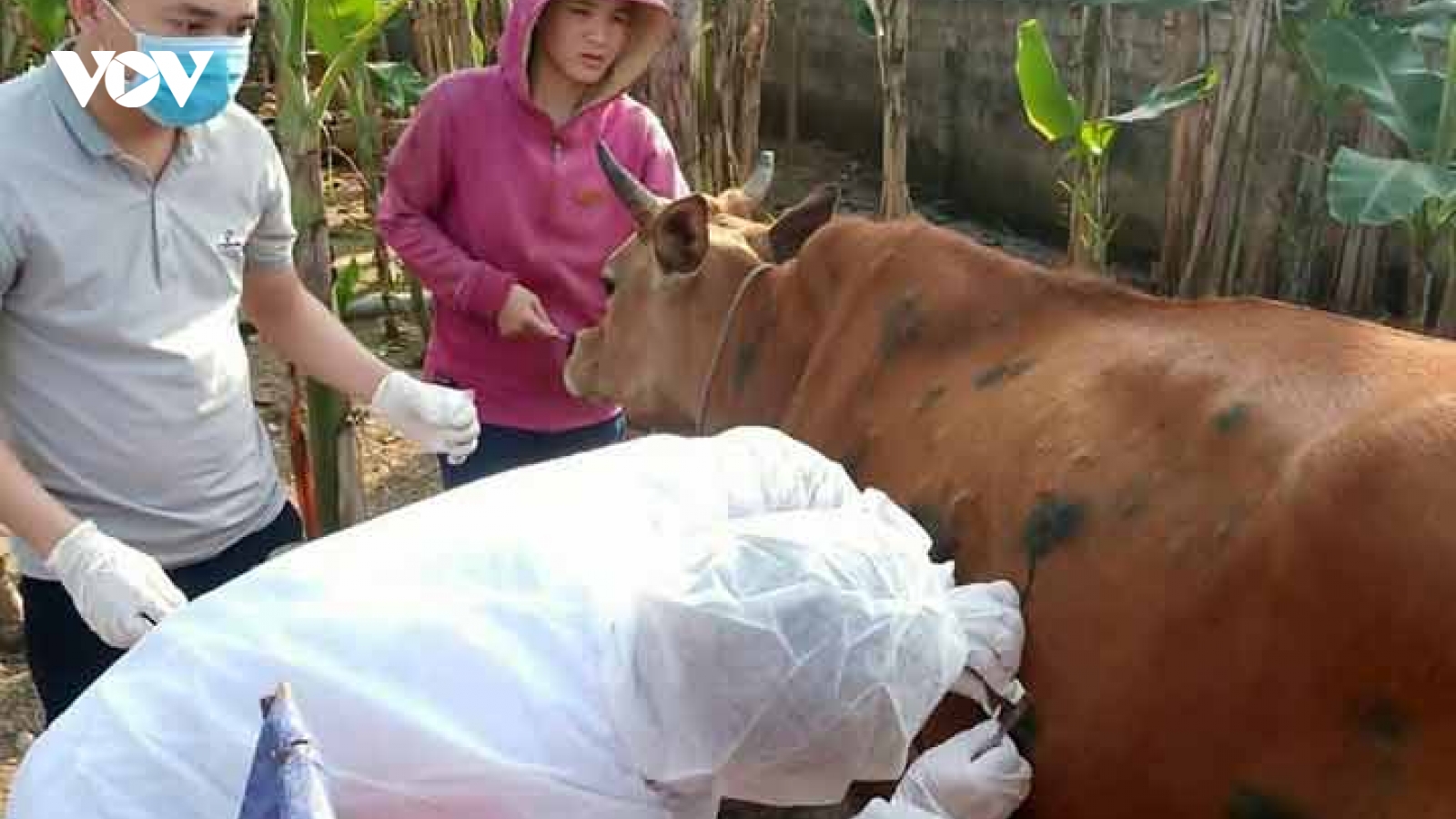 Quảng Bình tiêm vaccine phòng bệnh viêm da nổi cục trên gia súc