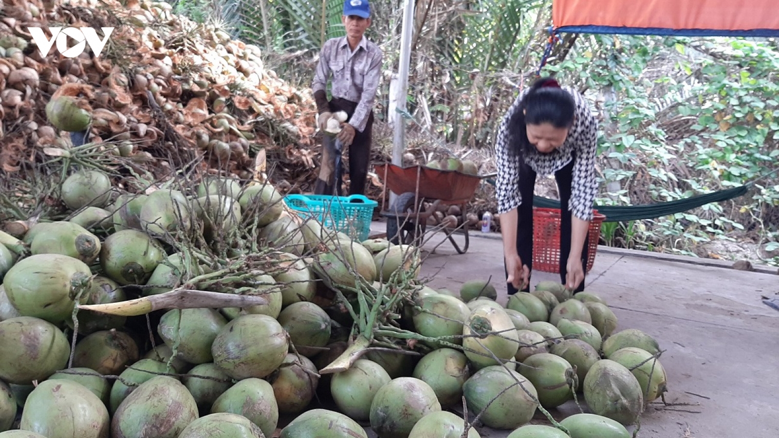 Cần nhân rộng diện tích dừa hữu cơ và sản xuất muối theo hướng liên kết gắn với thị trường