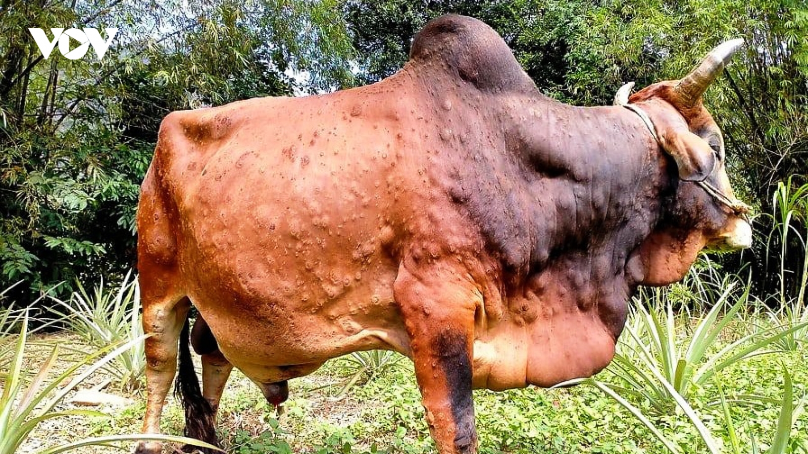 Bệnh viêm da nổi cục trên gia súc lây lan ra 12 huyện ở Thanh Hóa