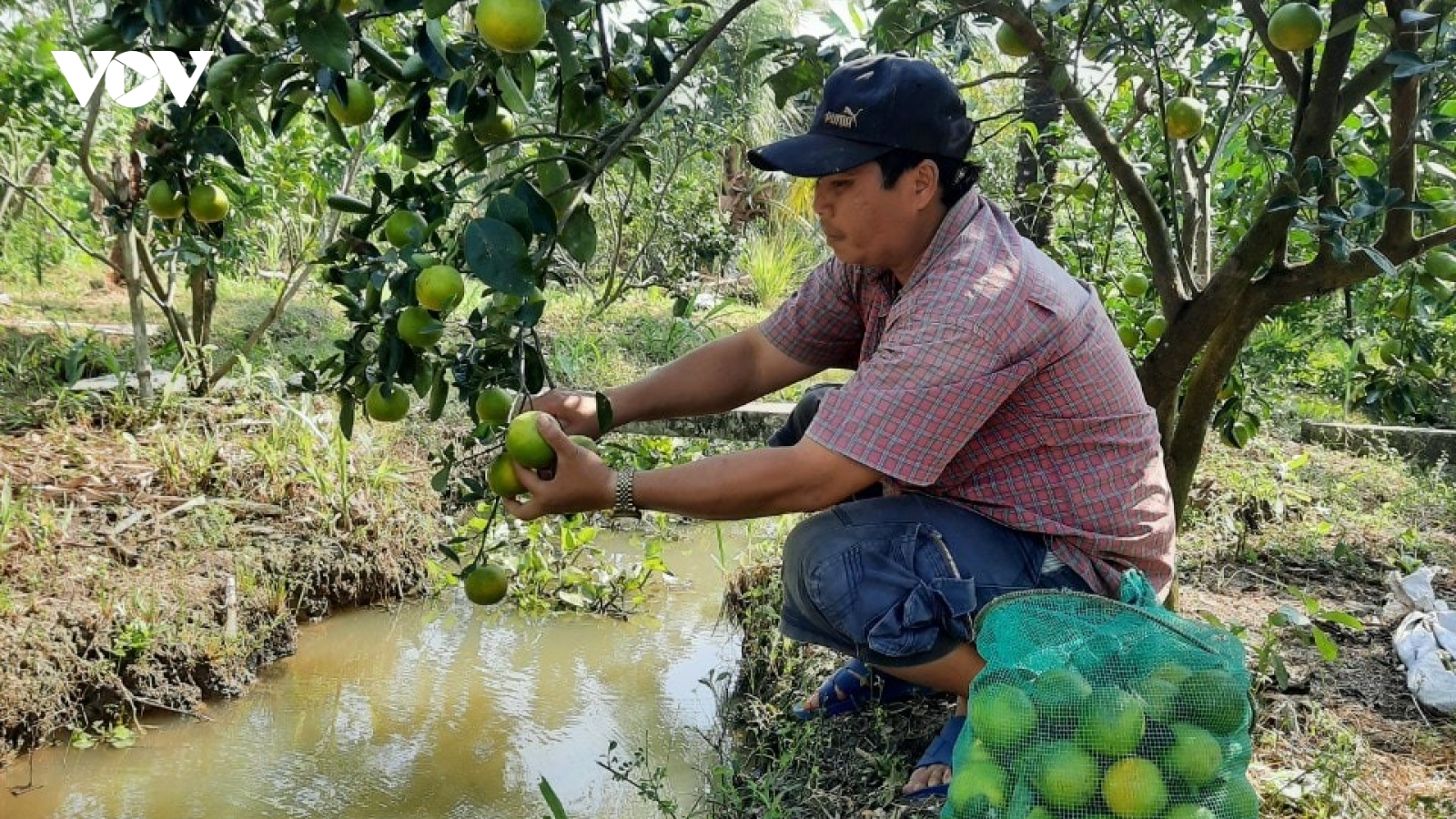Tiền Giang-Bến Tre ứng phó với hạn mặn như thế nào?