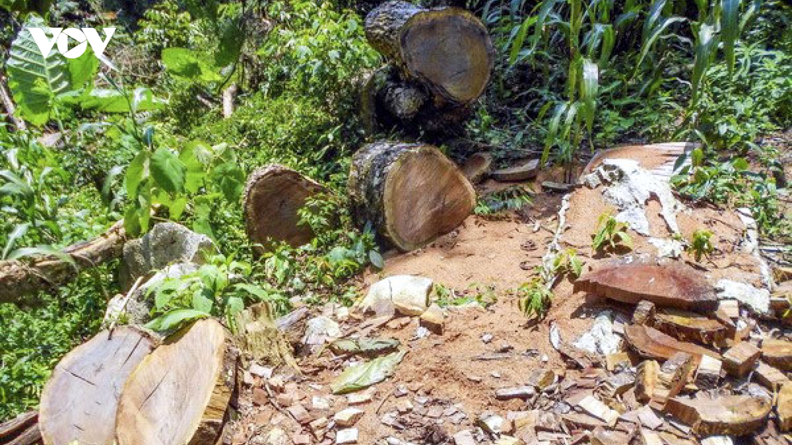 Lỗ hổng pháp lý truy xuất nguồn gốc lâm sản: Gỗ luồn rừng về xuôi?