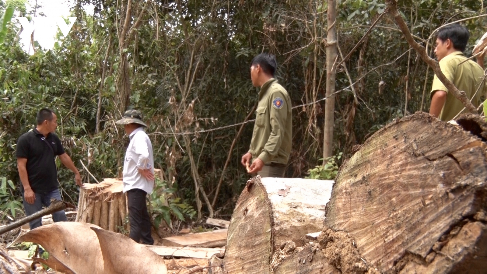 Rừng Gia Lai giáp ranh Đắk Lắk bị khai thác quy mô lớn