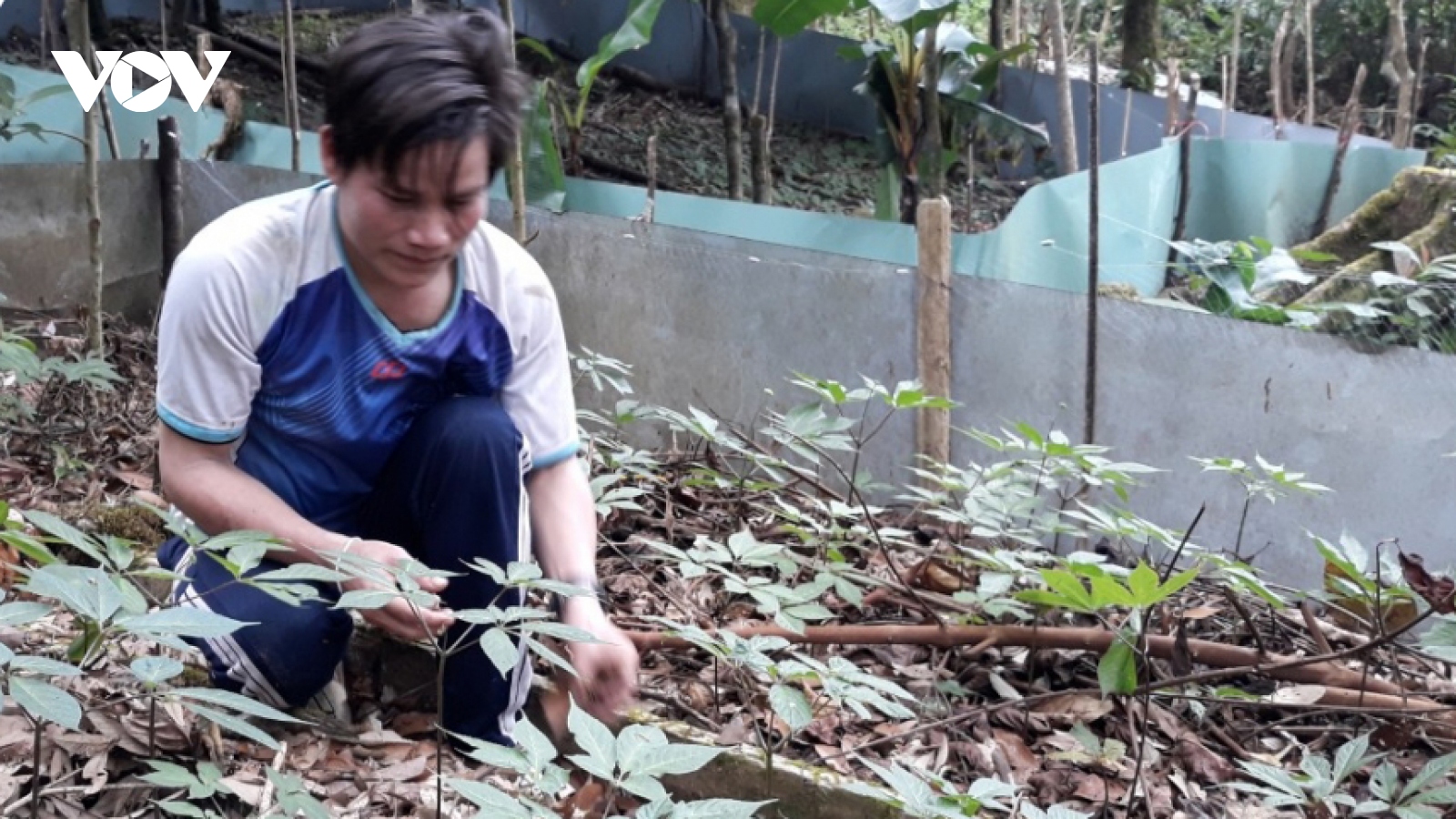 Sâm Ngọc Linh tạo nên "làng tỷ phú" giữa đại ngàn