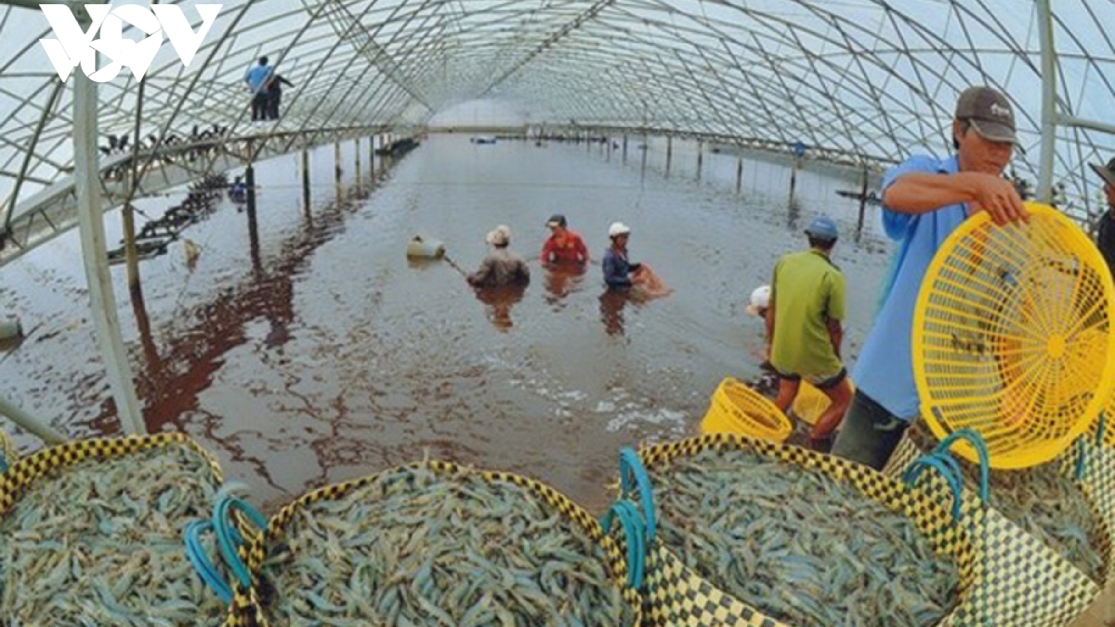 Giá thức ăn thủy sản và chăn nuôi tăng cao khiến doanh nghiệp thêm lao đao