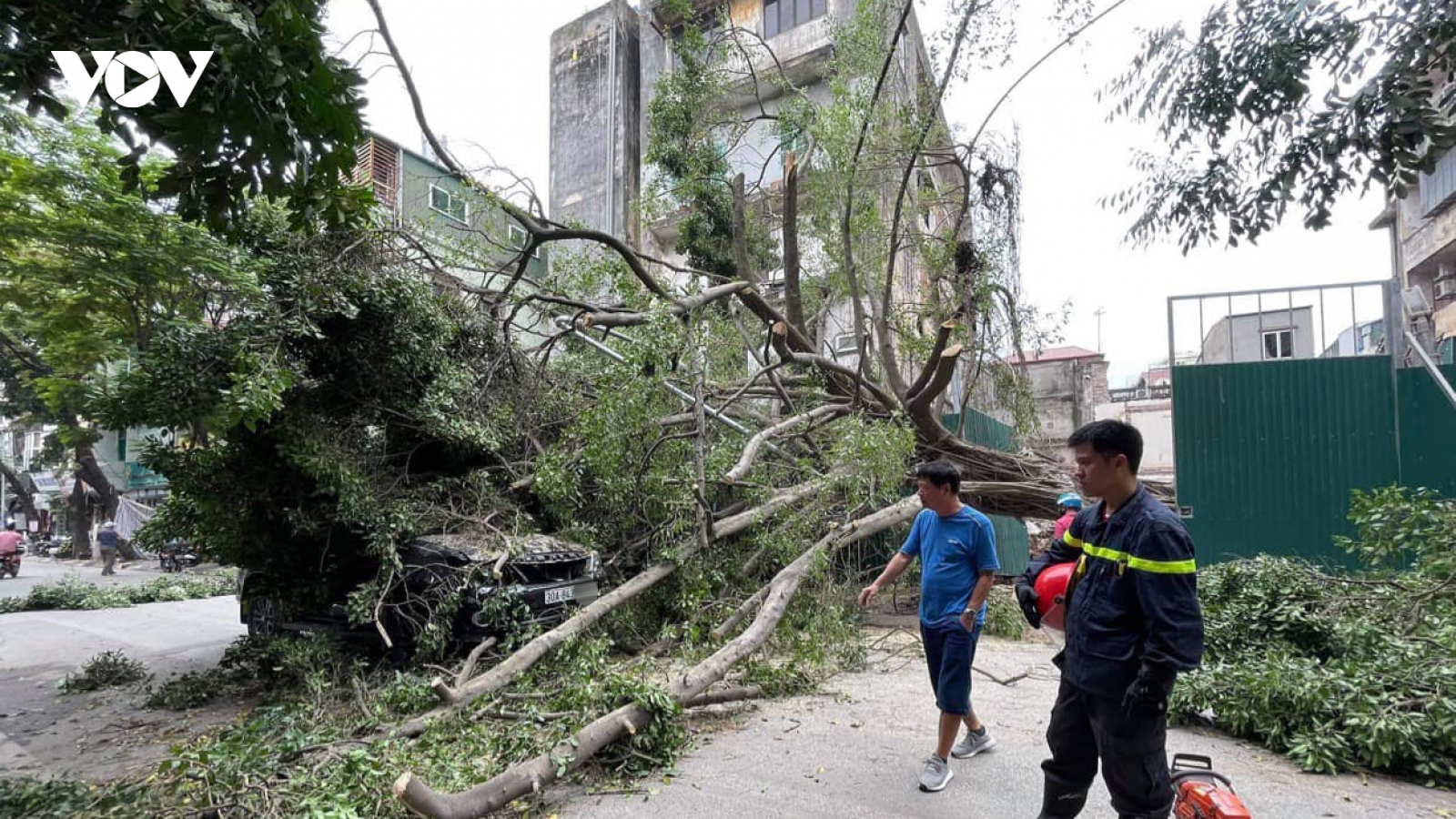 Không mưa gió nhưng cây vẫn đổ đè lên ô tô đang đi trên phố ở Hà Nội