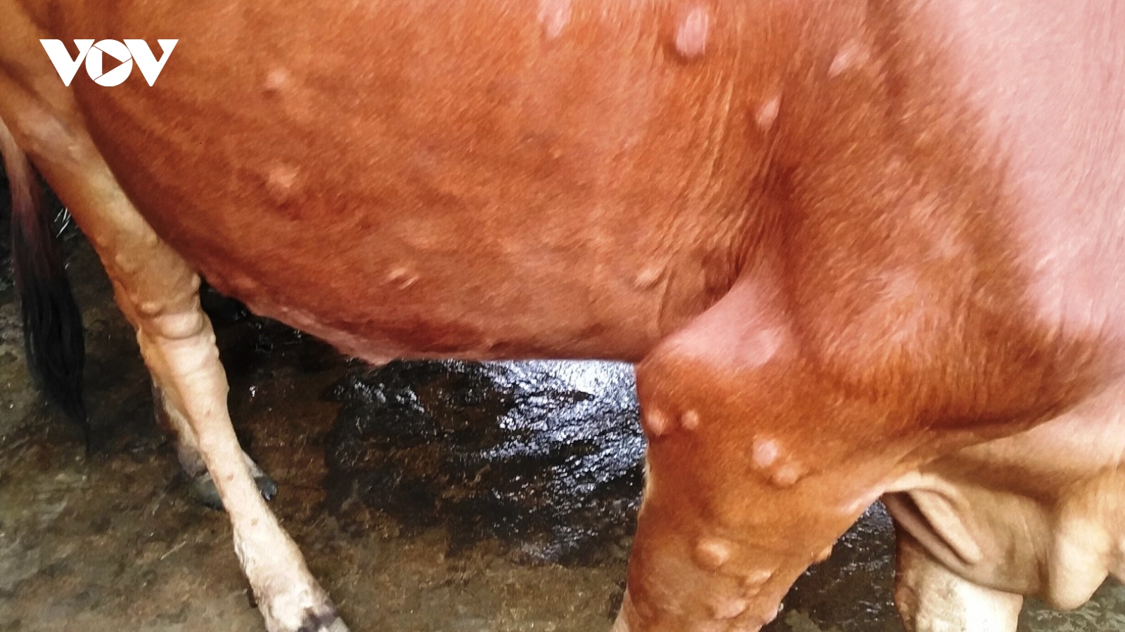 Yên Bái chủ động phòng chống bệnh viêm da nổi cục trên đàn gia súc