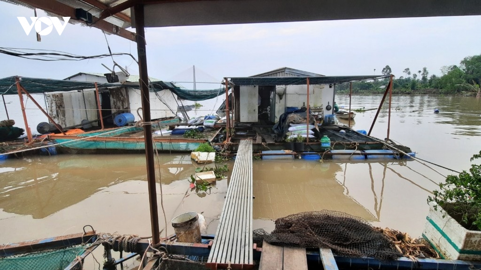 Tiền Giang: Điều tra vụ tàu chở container tông vào bè cá làm 12 tấn cá thoát ra sông Tiền