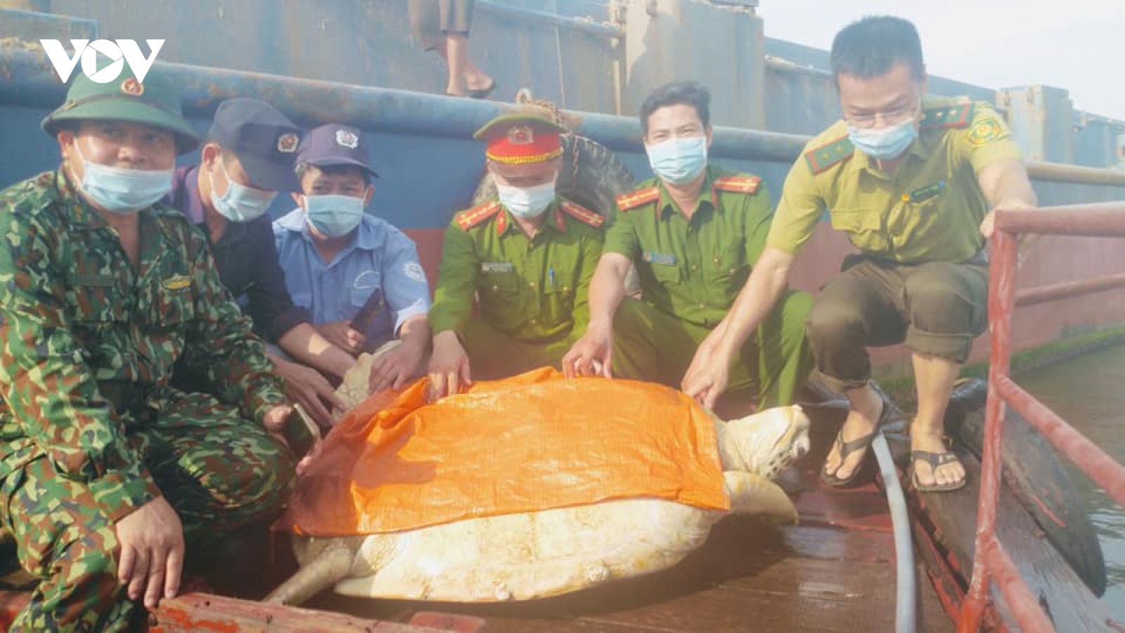 Thả cá thể rùa quý hiếm nặng hơn 80kg về với biển