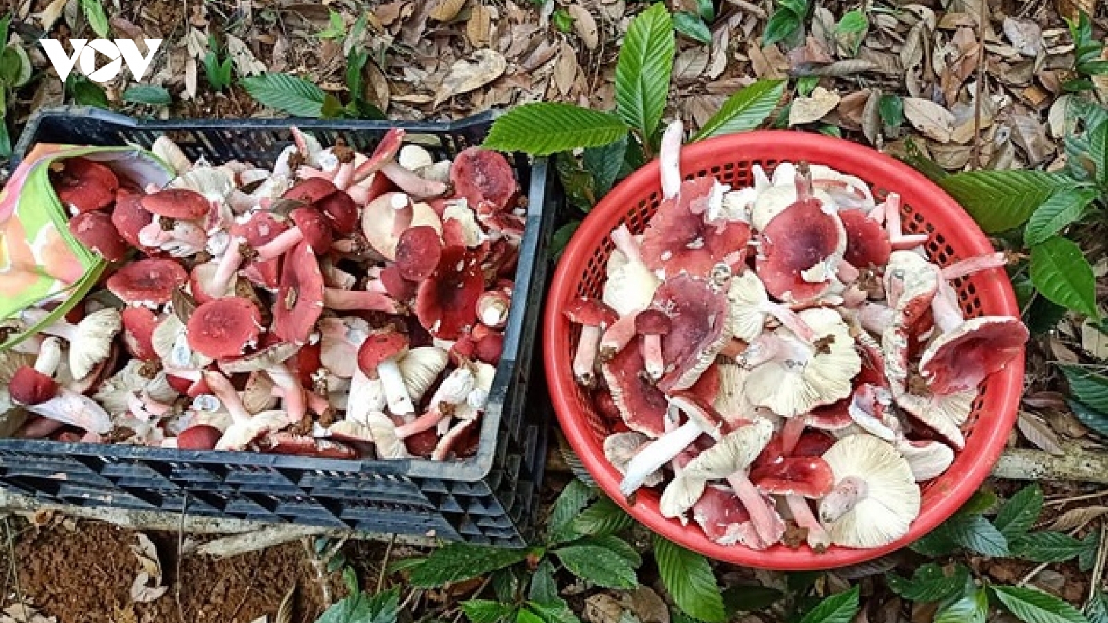 Thương lái mắc màn giữa rừng mua bằng được "vàng đỏ"