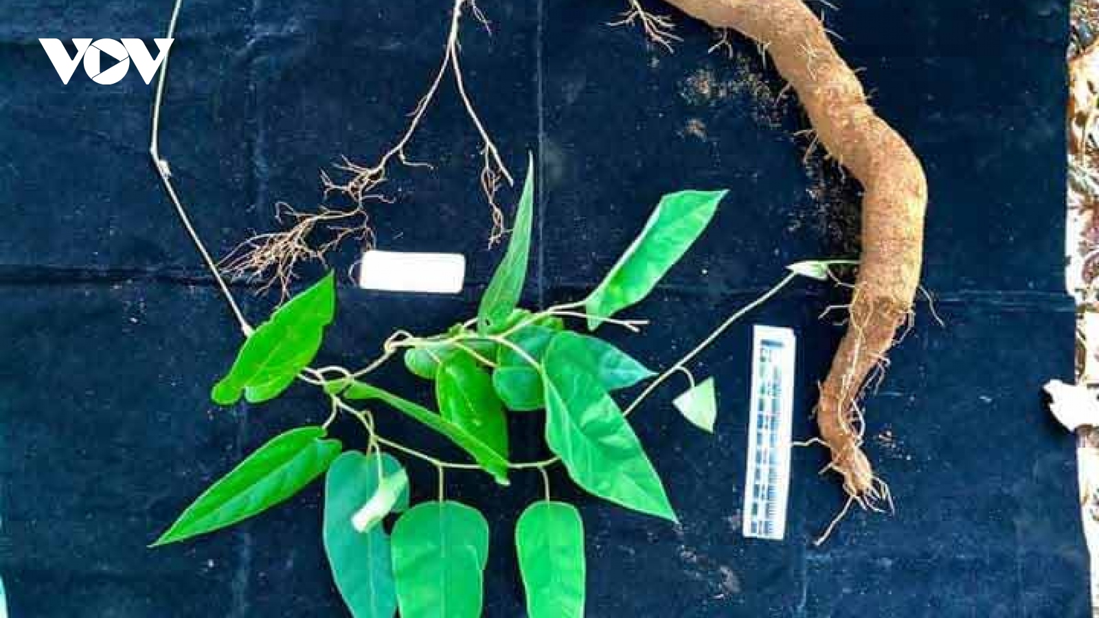 Phát hiện một loài thực vật mới tại Vườn quốc gia Vũ Quang