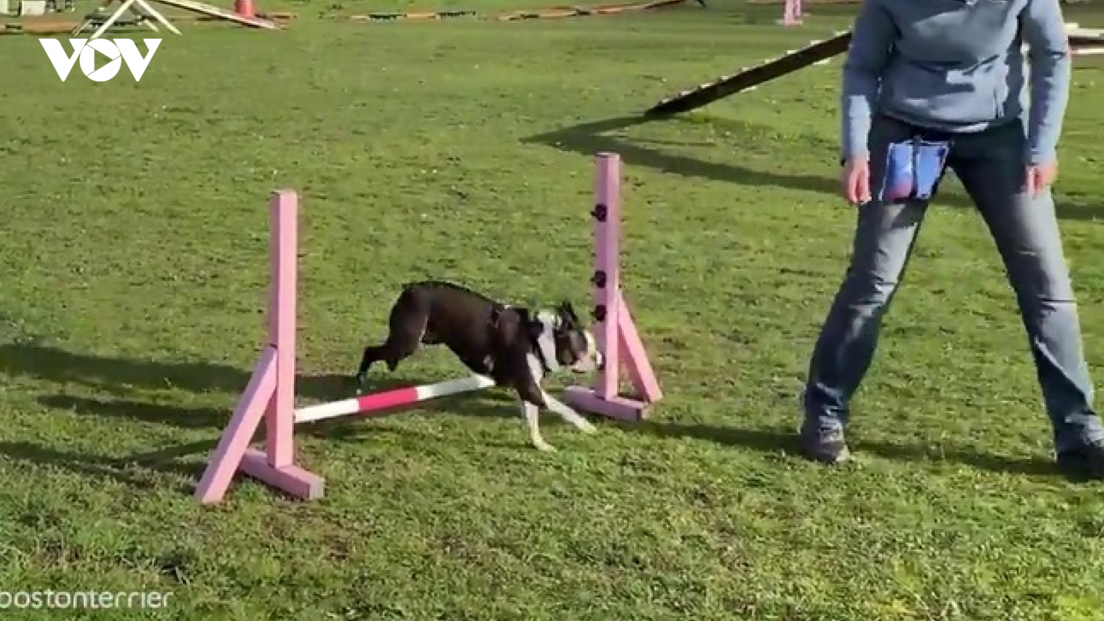 Chú chó mù Boston Terrier vẫn thi đấu thành công trong cuộc thi vượt chướng ngại vật