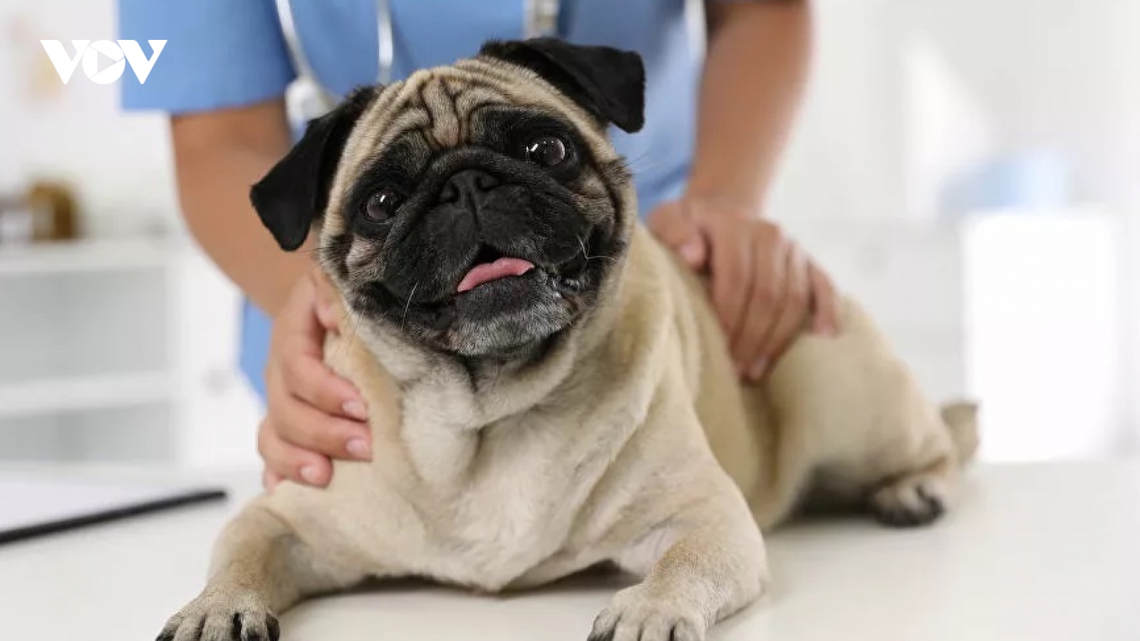 Thiết bị cấy ghép titan giúp cho chó pug tự thở được dù bị sụp thanh quản