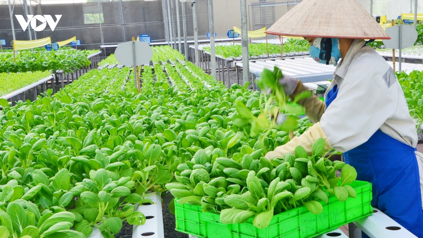 Trồng trọt sẽ là ngành sản xuất chủ lực của nông nghiệp