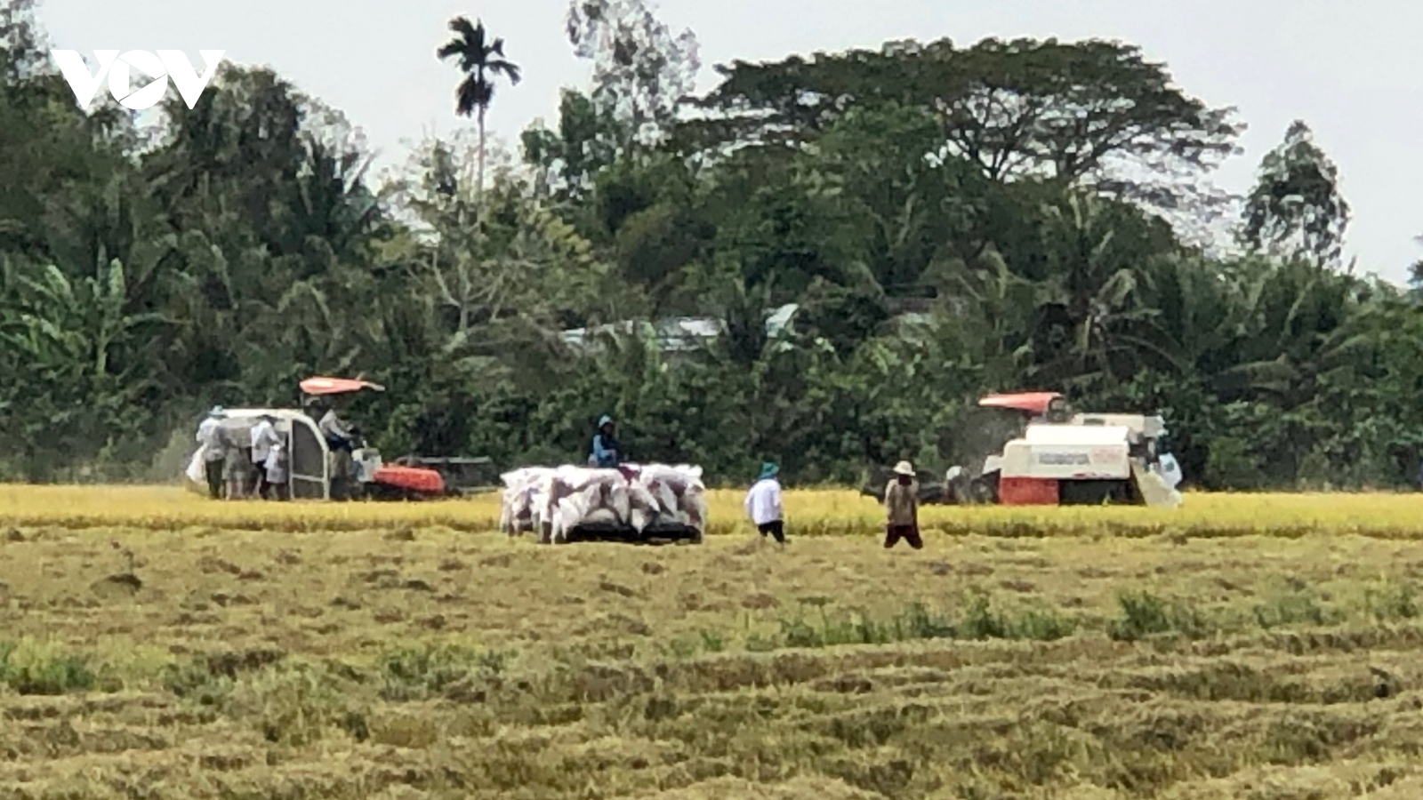 Lúa được mùa được giá, nông dân thu lãi khoảng 50 triệu đồng/ha