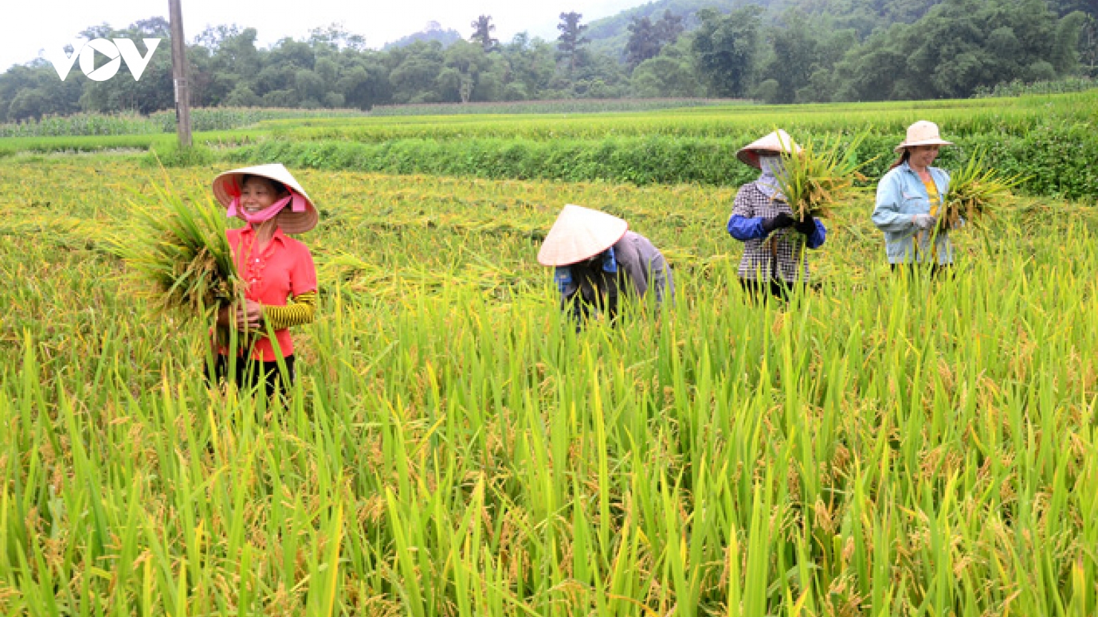 Người dân vùng cách ly y tế thu hoạch lúa như thế nào?