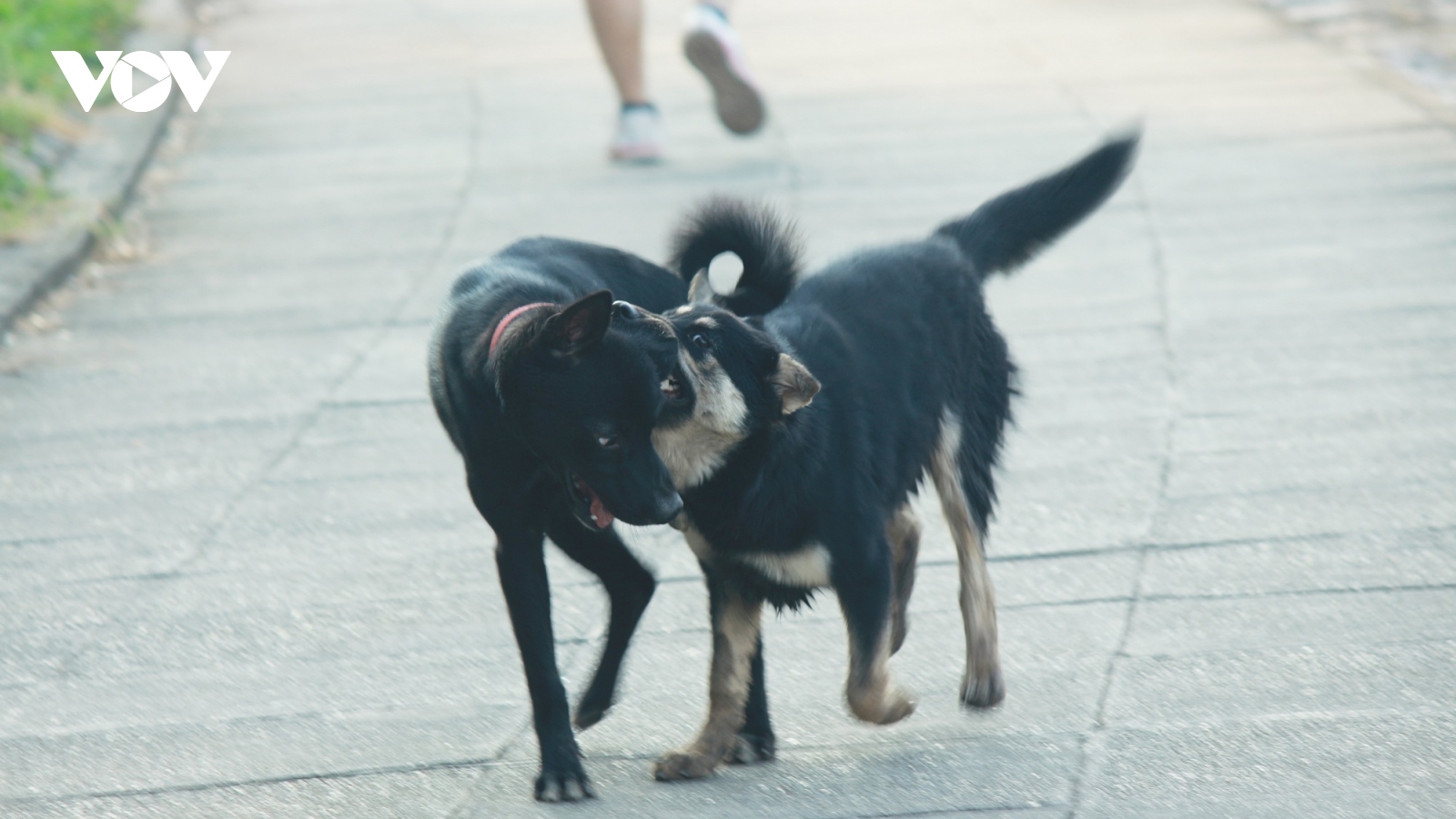 Nhan nhản chó thả rông không rọ mõm trên đường phố Hà Nội