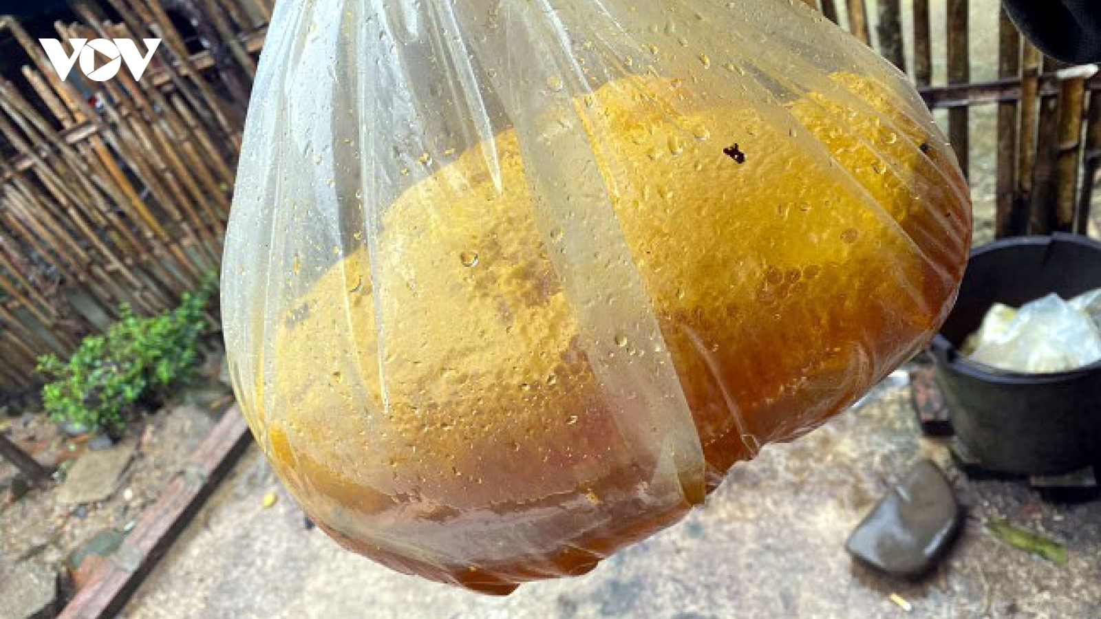 Mật của loài ong hung dữ giá tiền triệu, thương lái tranh nhau mua