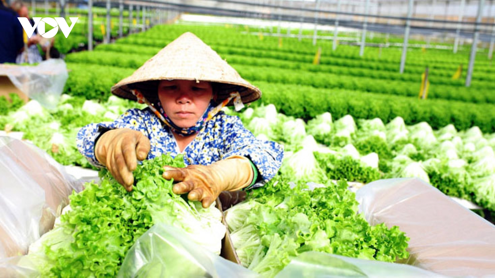 Doanh nghiệp lưu ý khi xuất khẩu nông sản vào thị trường EU