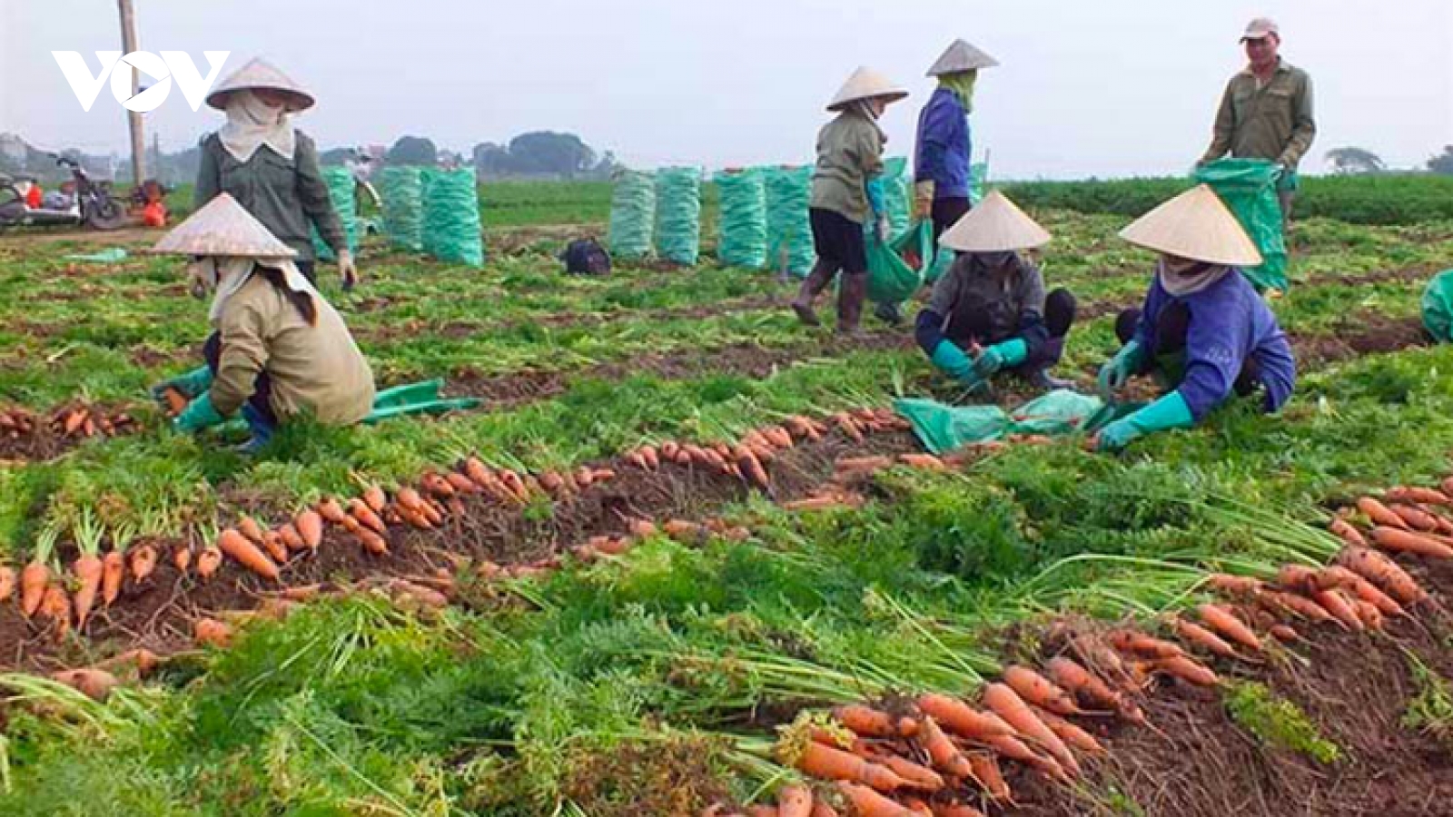 Hàng xuất khẩu gặp khó trước "hàng rào" điều tra phòng vệ thương mại