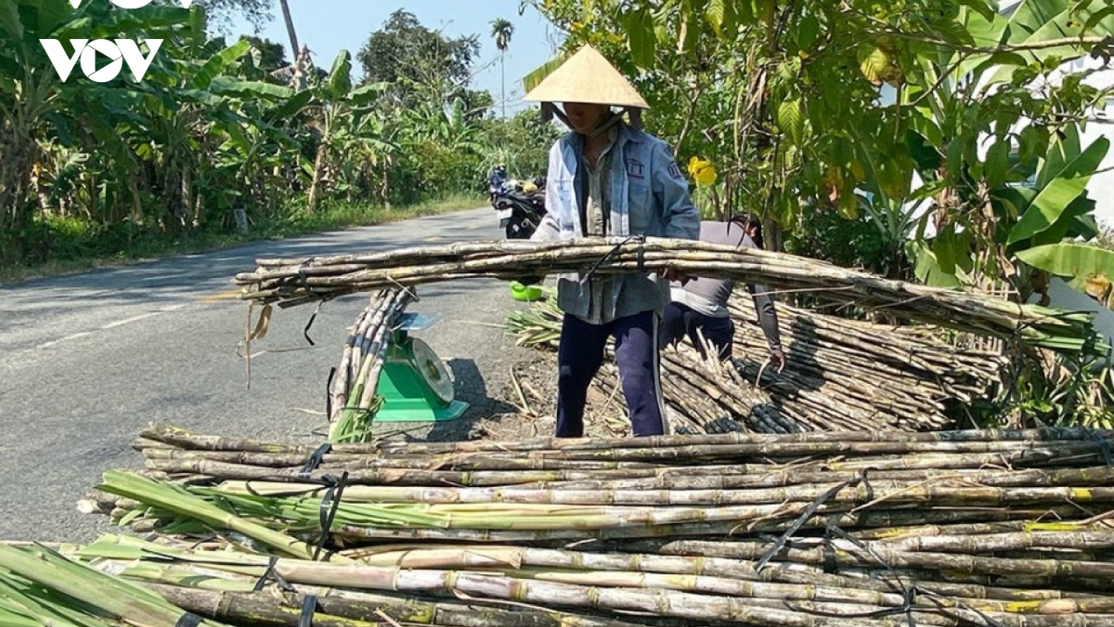 Nông dân Hậu Giang thu hoạch mía bán chục với giá cao