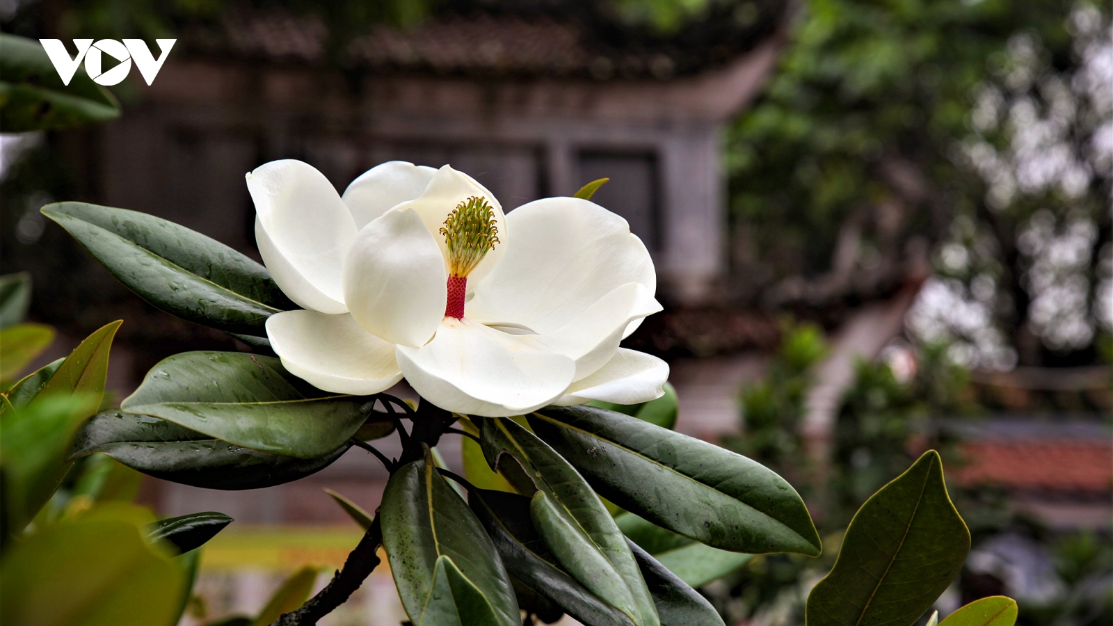 Về chùa Bối Khê chiêm ngưỡng vẻ đẹp tinh khiết của hoa sen đất