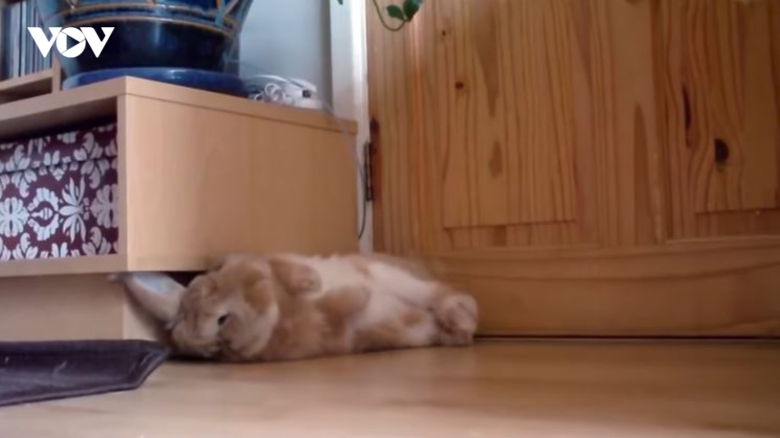 Đáng yêu thói quen thích "lăn quay" của những chú thỏ khi cảm thấy an toàn