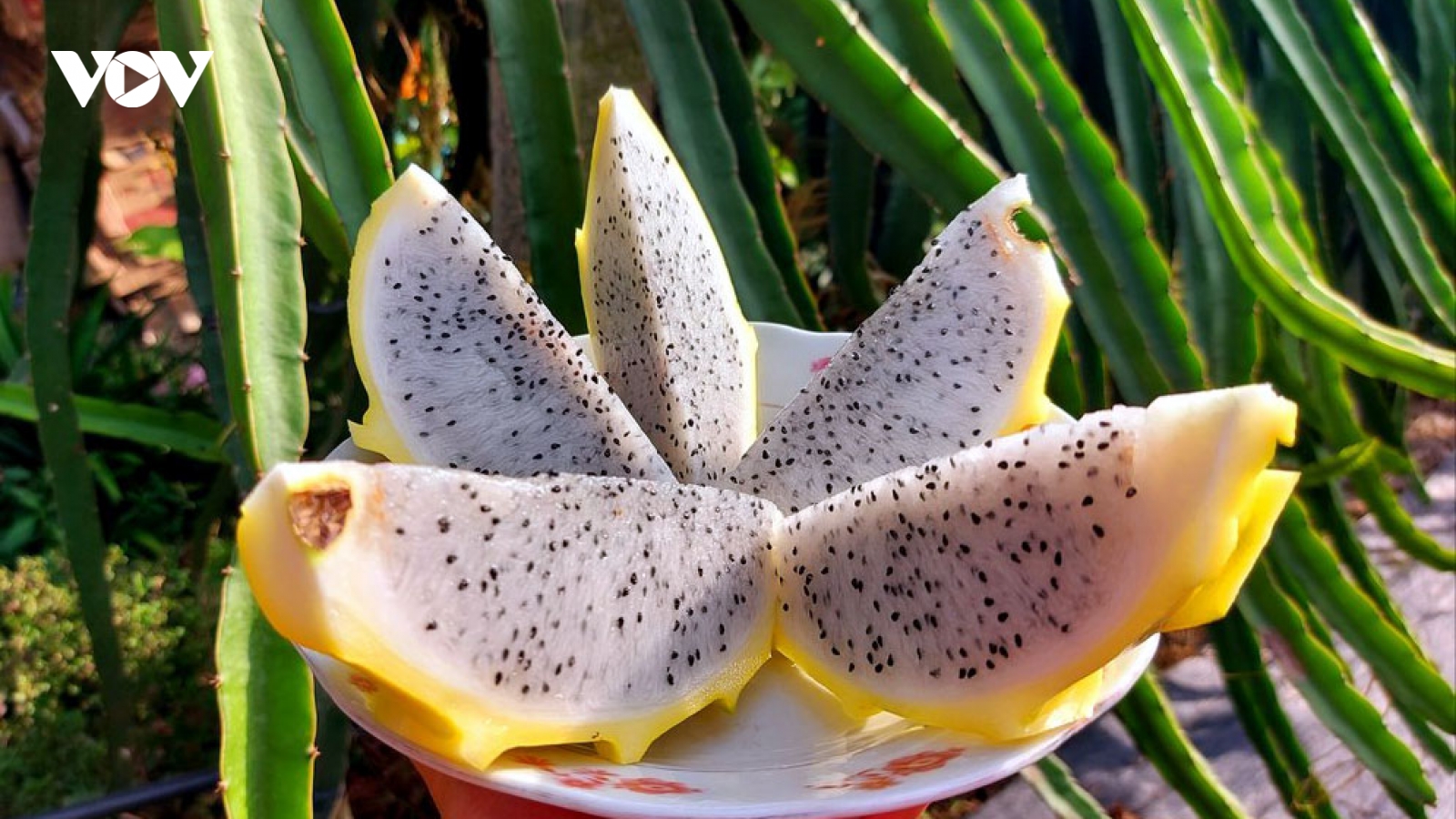 Thanh long tổ yến thuộc hàng hiếm, giá cao ngất vẫn đắt hàng
