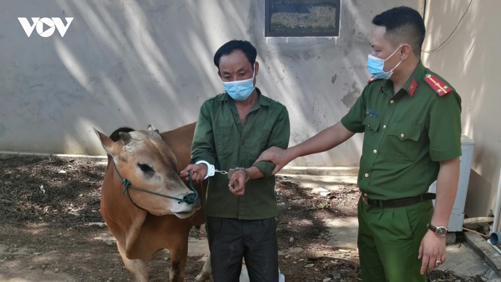 Lợi dụng ngày bầu cử, đi bắt trộm bò