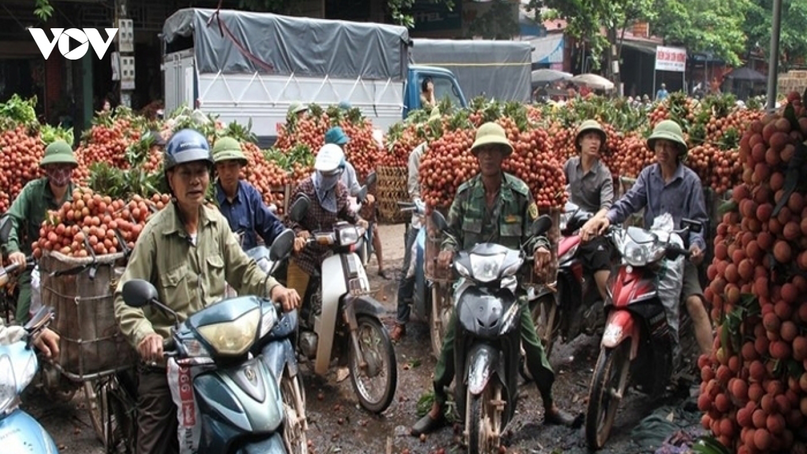 Vùng vải “không Covid-19” ở Bắc Giang
