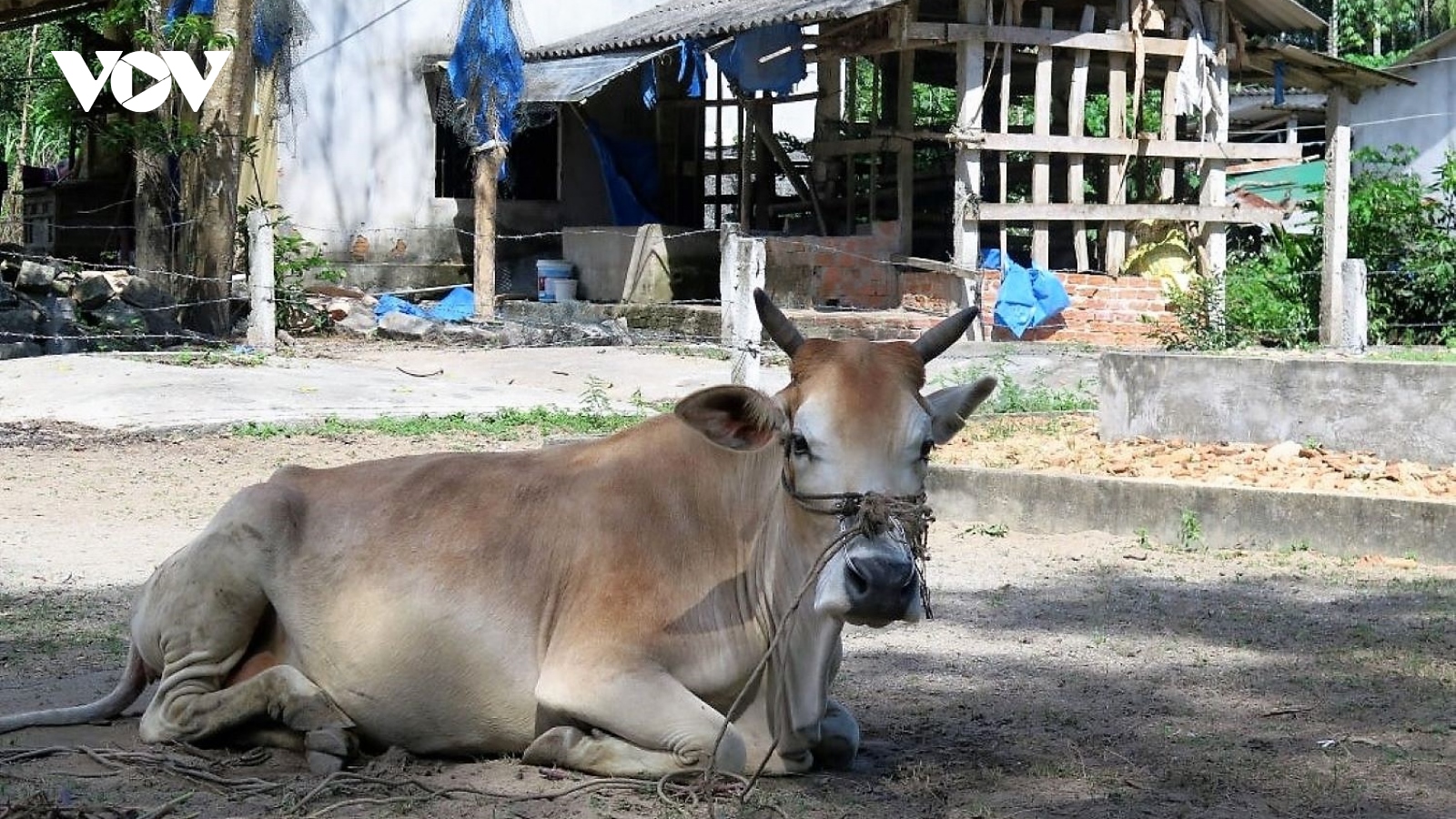 Quảng Ngãi có hơn 5.300 con trâu, bò bị viêm da nổi cục
