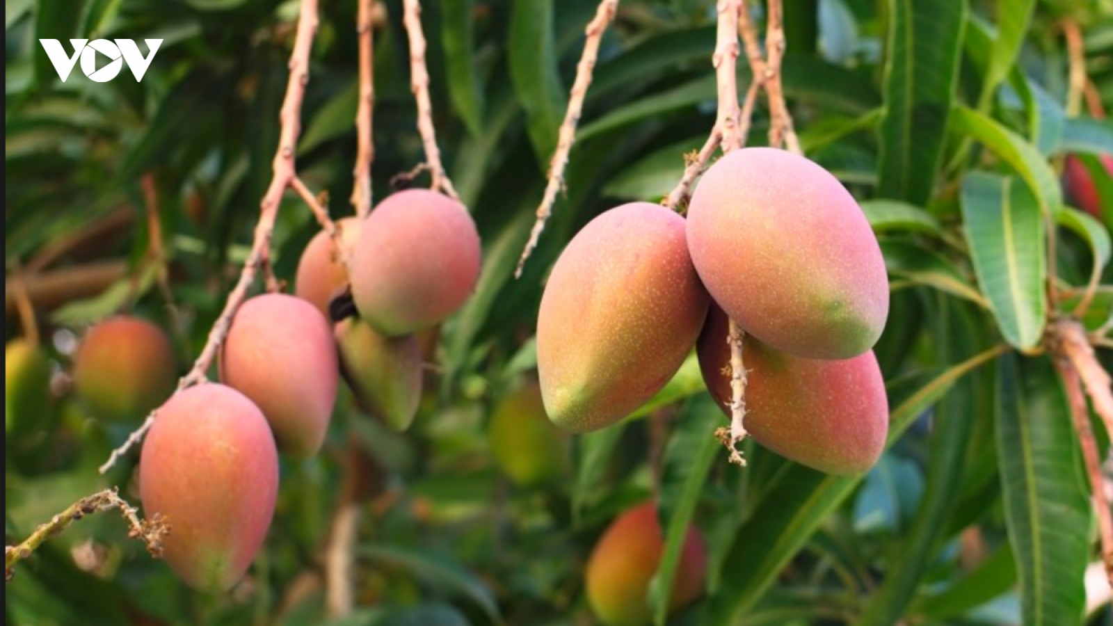 Xoài Úc khổng lồ giá 10.000 đồng/kg vẫn ế