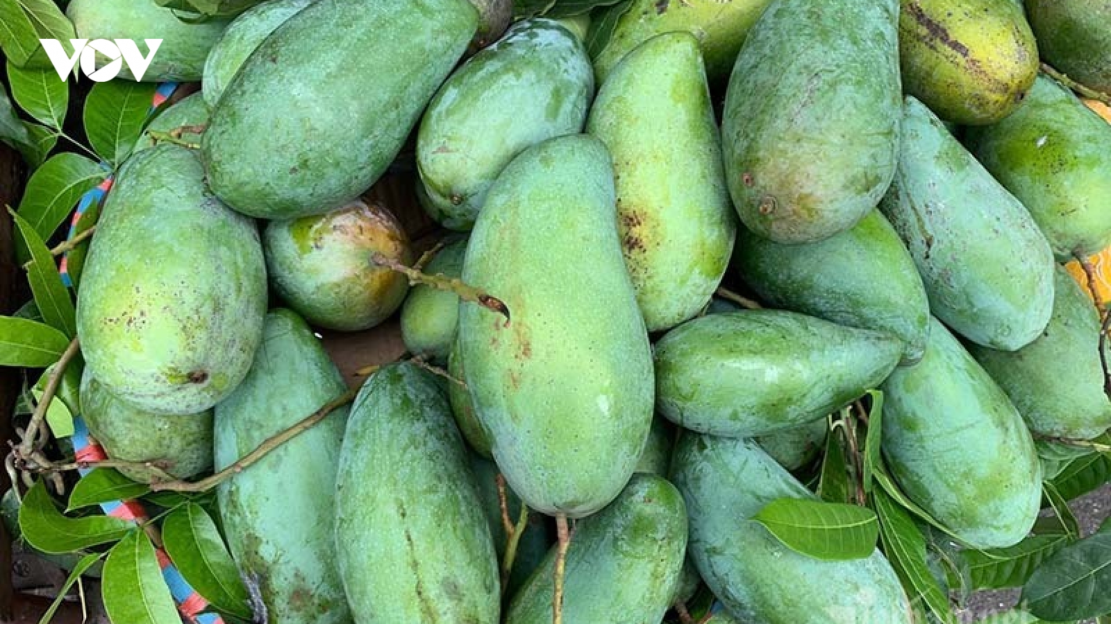 Xoài đầu mùa, giá rẻ hơn rau