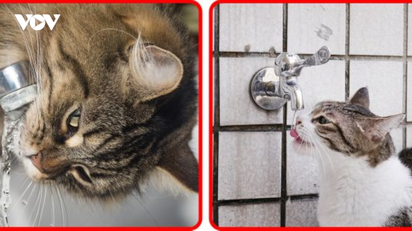 8 thói quen có thể khiến mèo của bạn gặp nguy hiểm