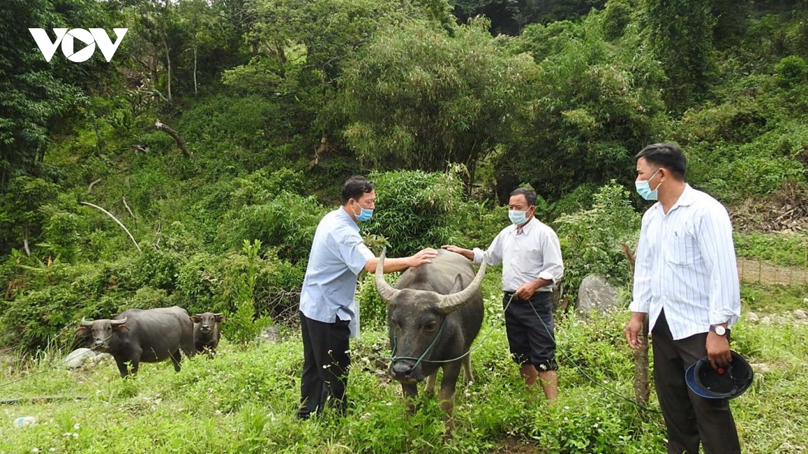 Kon Tum nan giải khống chế dịch bệnh tụ huyết trùng do trâu, bò thả rông trong rừng