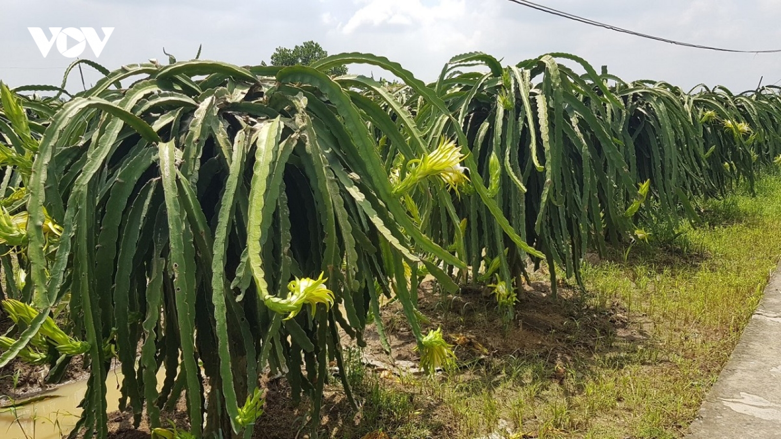 Thanh long Long An tăng giá, không đủ hàng xuất khẩu