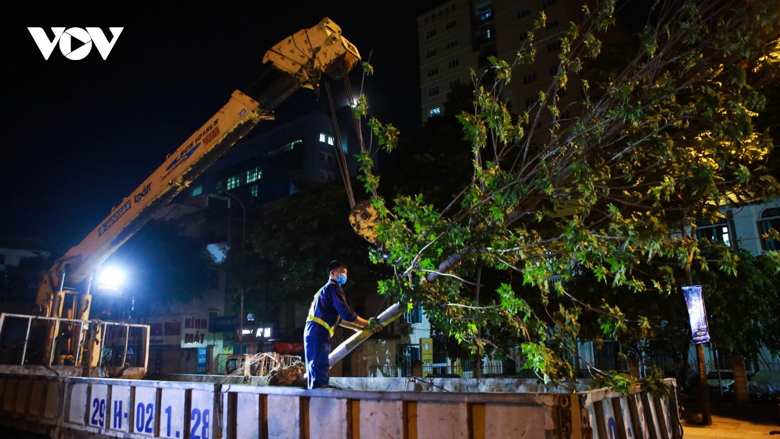 Hà Nội thay thế toàn bộ hàng phong lá đỏ trên phố Nguyễn Chí Thanh - Trần Duy Hưng