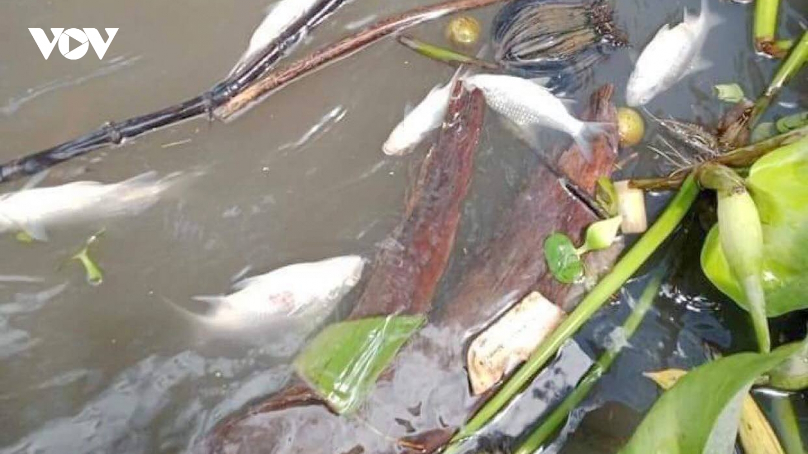 Cần Thơ tìm nguyên nhân cá chết bất thường trên sông