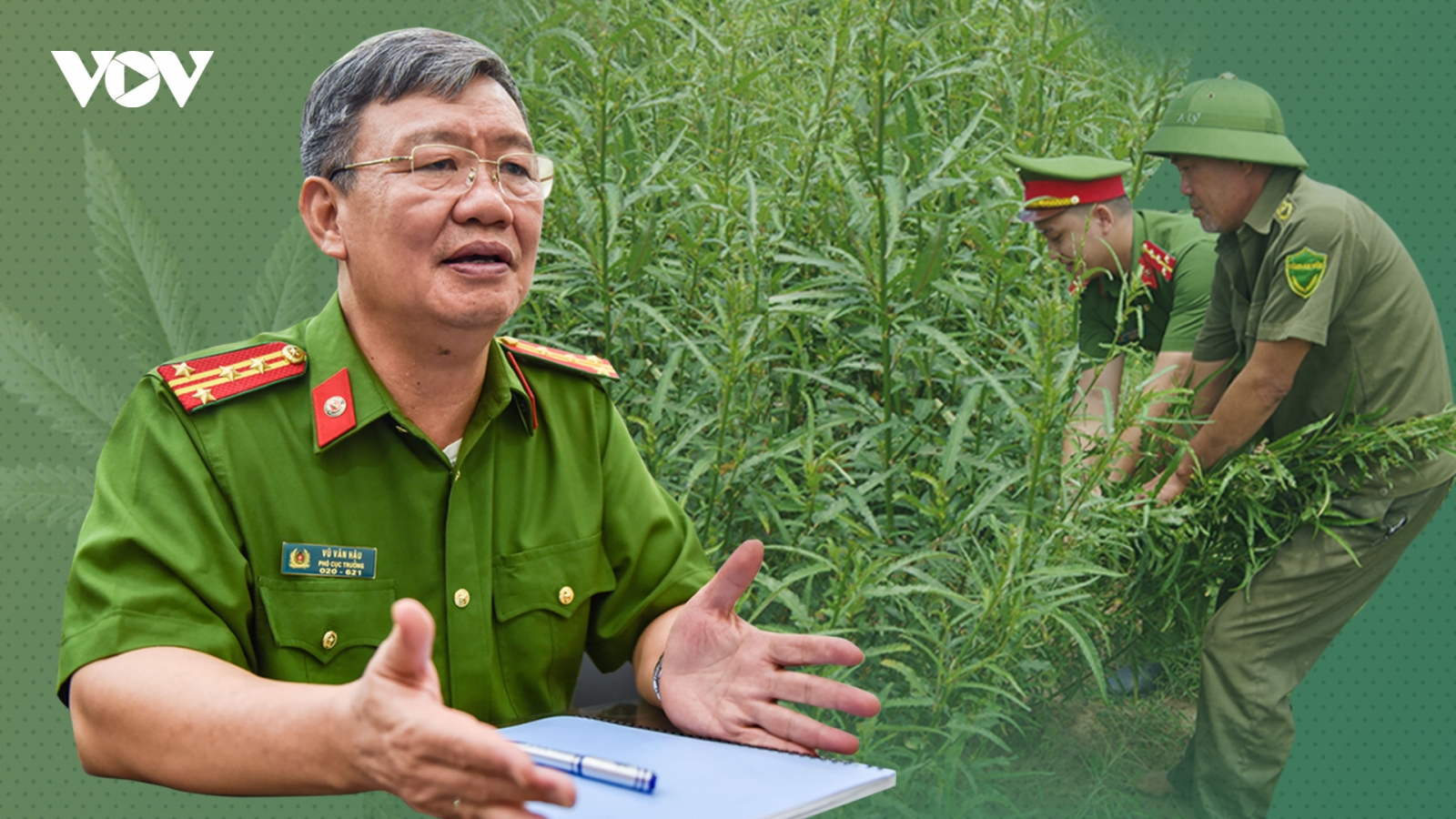 Trồng cần sa trong vườn ngay giữa Hà Nội: Luật pháp chưa đủ sức răn đe?