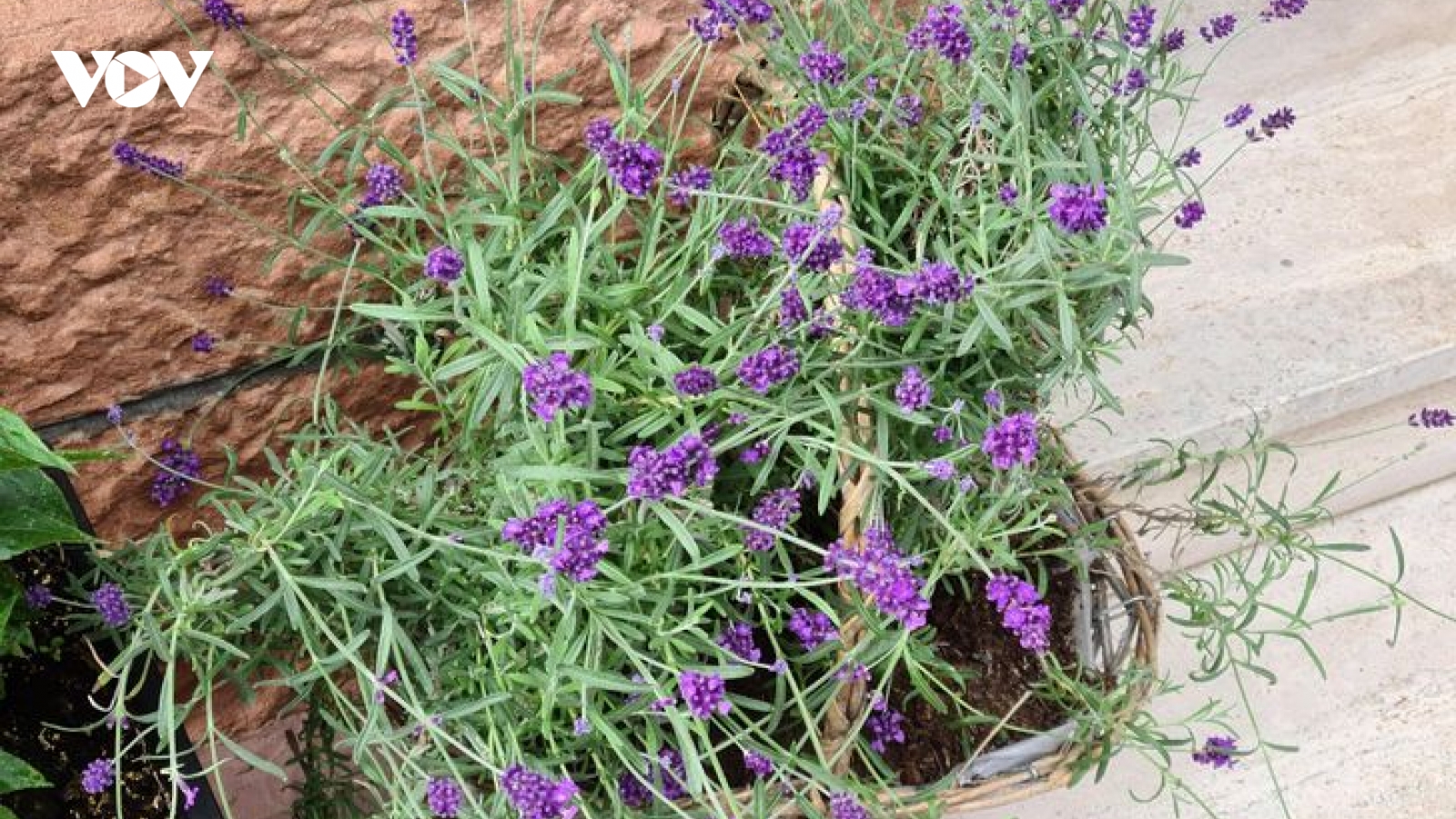 Những loại cây nên trồng vừa làm đẹp nhà vừa tốt cho sức khỏe