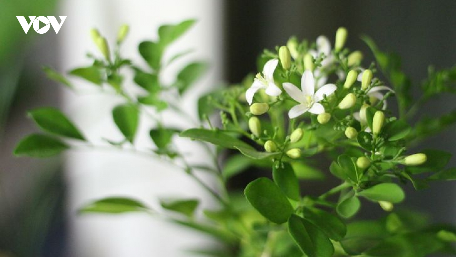 Những loại cây cảnh mang đến hương thơm cho ngôi nhà của bạn