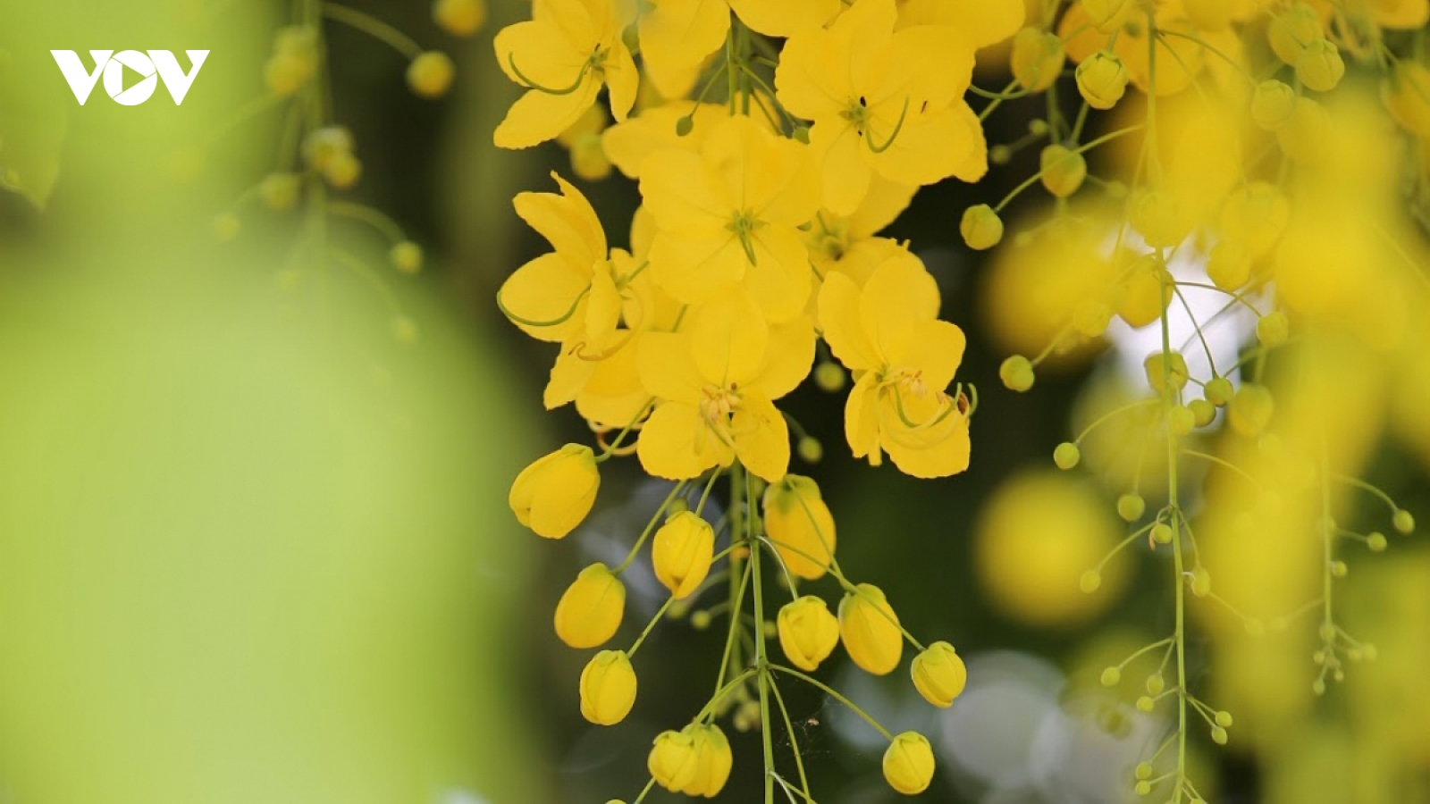 Muong Hoang Yen shows off beauty in Hanoi