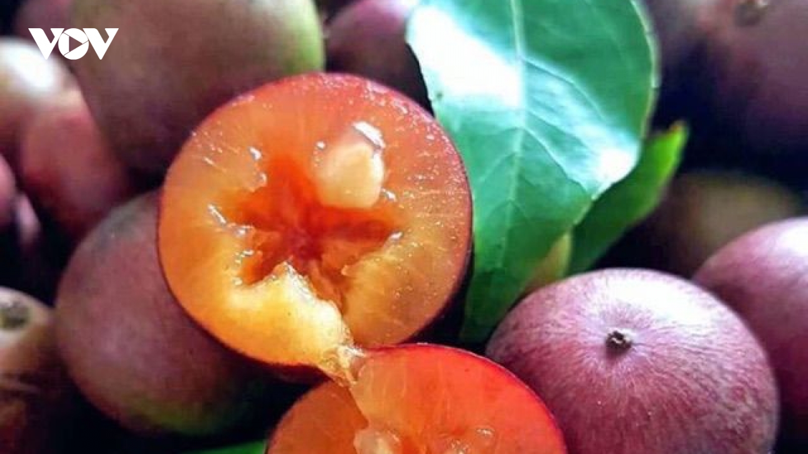 Hồng quân núi xuống phố giá 80.000 đồng/kg, được ví như cherry Việt