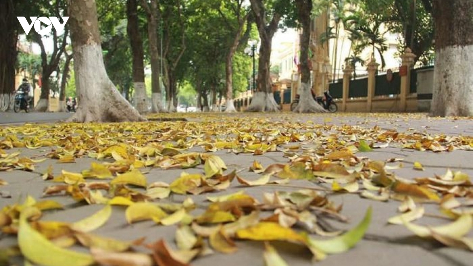 Hà Nội mùa sấu