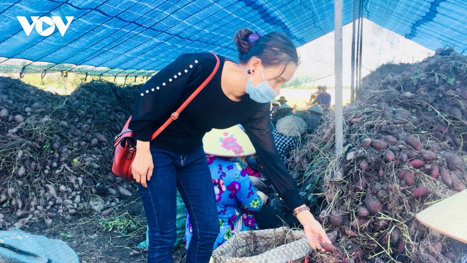 Giá khoai lang Vĩnh Long xuống chạm đáy, nông dân trắng tay