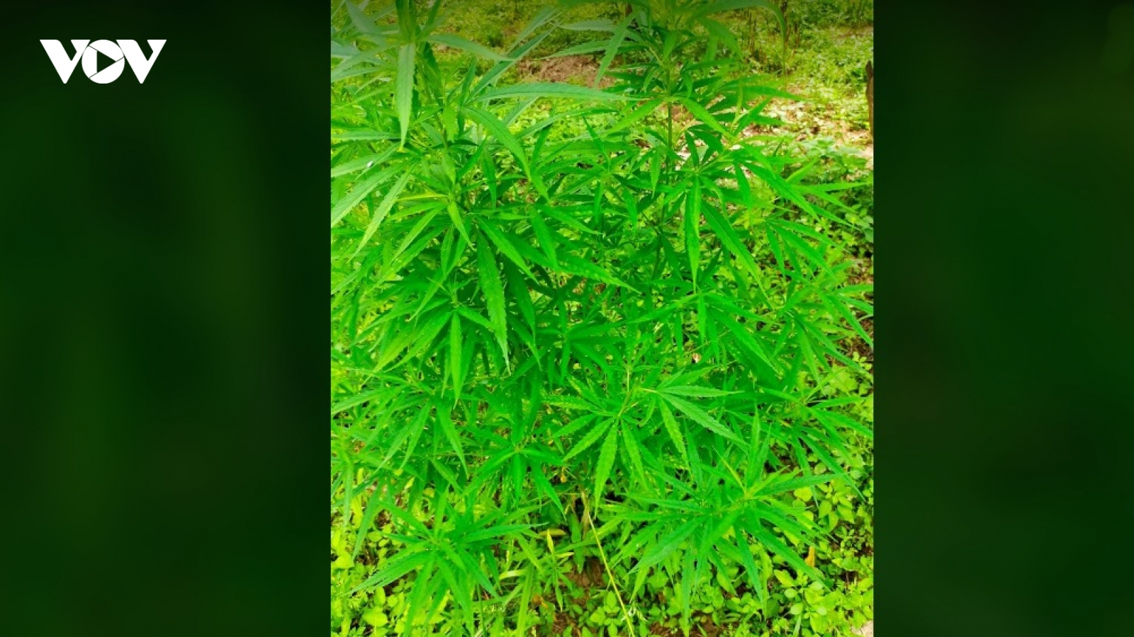 Người nước ngoài trồng cả vườn cần sa ở bãi giữa sông Hồng
